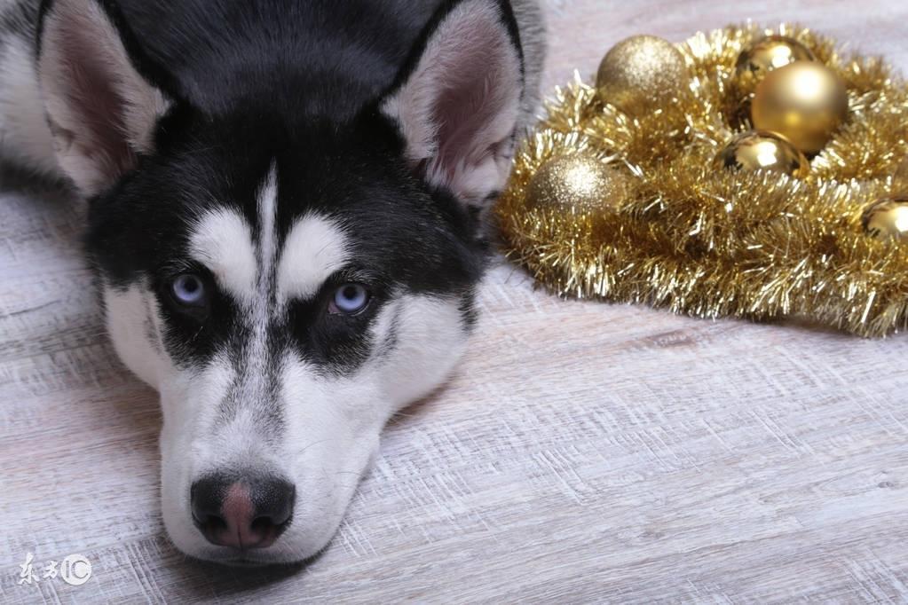 有的哈士奇为什么那么不值钱?3种常见的谎言导致哈士奇身价暴跌(图2)