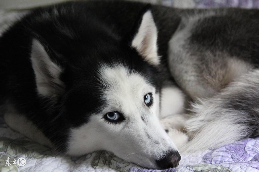 有的哈士奇为什么那么不值钱?3种常见的谎言导致哈士奇身价暴跌(图3)