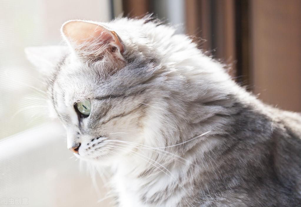 猫咪身上长螨虫如何处理?用最简单的办法去除猫咪身上的螨虫(图5)