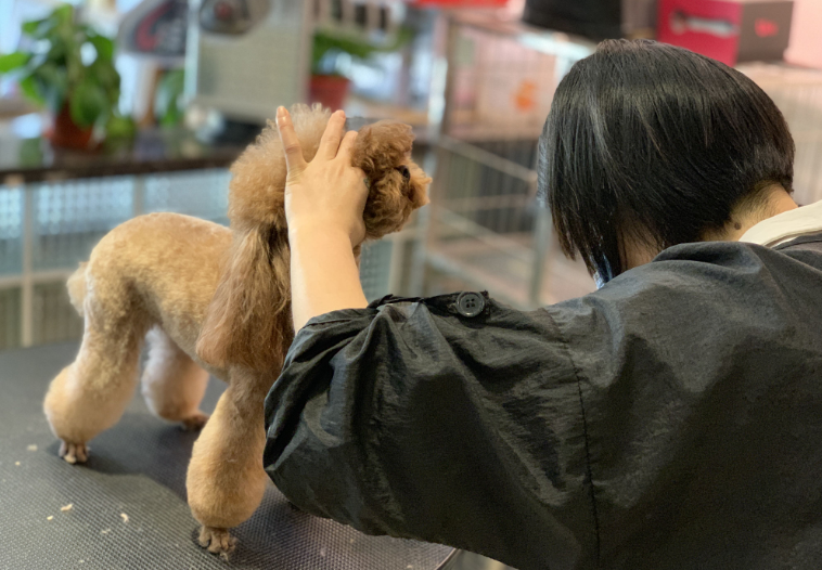 泰迪什么造型才好看?盘点时下最流行的泰迪造型,从中挑选一个吧!(图1)