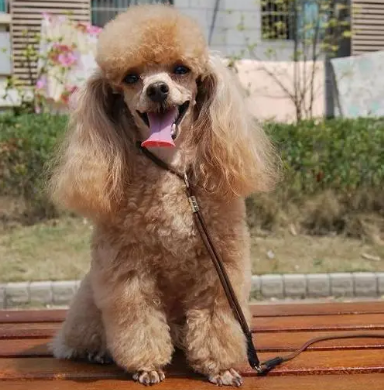 泰迪什么造型才好看?盘点时下最流行的泰迪造型,从中挑选一个吧!(图5)