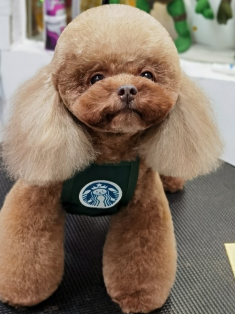 泰迪什么造型才好看?盘点时下最流行的泰迪造型,从中挑选一个吧!(图3)