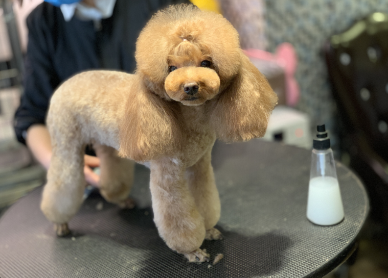 泰迪什么造型才好看?盘点时下最流行的泰迪造型,从中挑选一个吧!(图6)