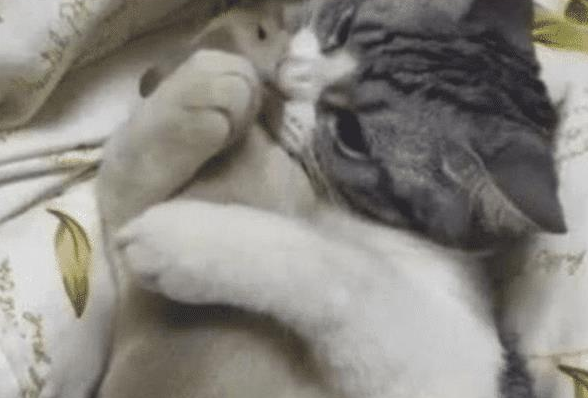 女子下班回家, 发现猫咪正抱着东西在玩, 看清后魂都被吓没了!(图2)