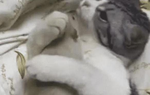 女子下班回家, 发现猫咪正抱着东西在玩, 看清后魂都被吓没了!(图1)