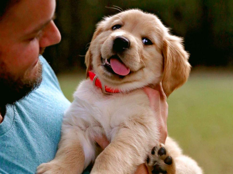 怎么正确跟狗狗交流?和狗狗交流有技巧(图1)