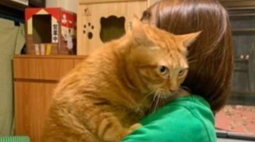 橘猫臀围超过20英寸,主人爆料:它每天吃了睡,睡了吃(图2)