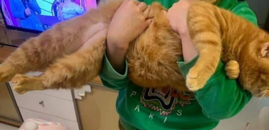 橘猫臀围超过20英寸,主人爆料:它每天吃了睡,睡了吃(图1)