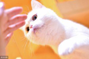 猫咪做绝育手术需要多少钱?关于猫咪绝育(图1)