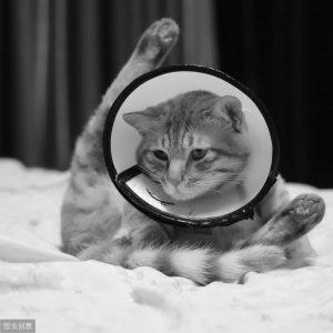 猫咪做绝育手术需要多少钱?关于猫咪绝育(图2)