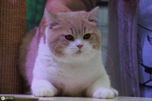 猫咪做绝育手术需要多少钱?关于猫咪绝育(图4)