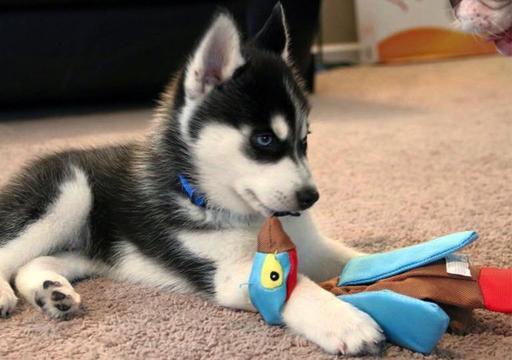 如何建立主人和狗狗之间的信任关系?3个方面强化你们之间的关系(图3)