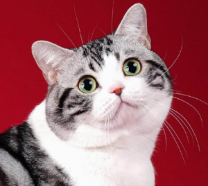 美短猫太胖需要节食吗?如何给美短猫减肥?(图2)