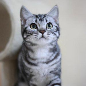 美短猫太胖需要节食吗?如何给美短猫减肥?(图3)