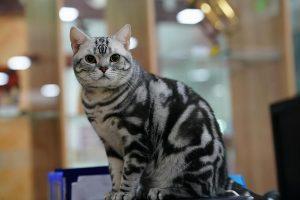 美短猫太胖需要节食吗?如何给美短猫减肥?(图4)