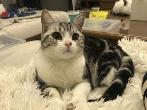 美短猫太胖需要节食吗?如何给美短猫减肥?(图6)