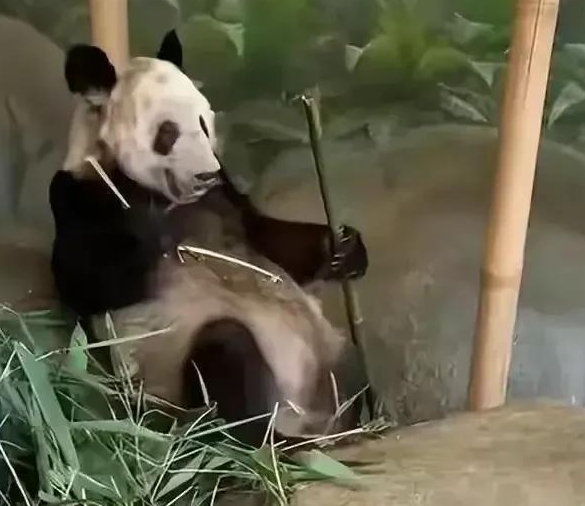 俄罗斯大熊猫:别回来了,担心拆家;(图3)