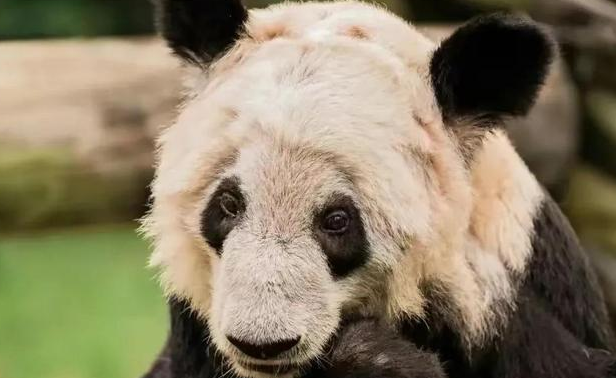 俄罗斯大熊猫:别回来了,担心拆家;(图2)