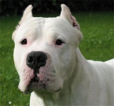 如何选择健康的杜高犬?了解杜高犬的选购常识(图1)