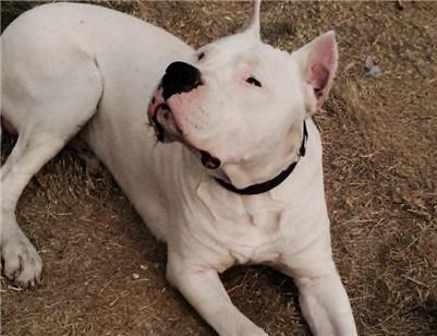 如何选择健康的杜高犬?了解杜高犬的选购常识(图2)