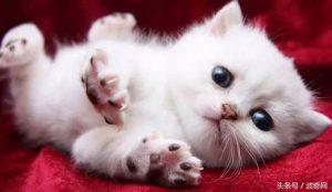 猫咪应该何时、以及多久接受一次疫苗接种?(图1)