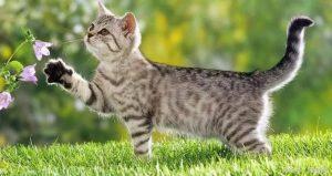 猫咪应该何时、以及多久接受一次疫苗接种?(图2)