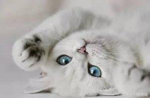 猫咪应该何时、以及多久接受一次疫苗接种?(图4)