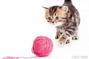 猫咪应该何时、以及多久接受一次疫苗接种?(图3)