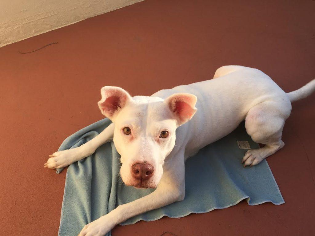 狗狗吠叫不停怎么办?4个有效解决方法,阻止狗狗乱吠乱叫(图2)