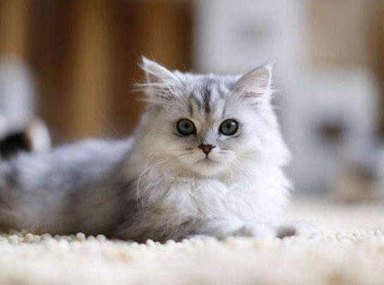 宠物猫生病主人乱灌药,导致小猫呛成肺炎,猫主:宠物医院太贵了(图1)