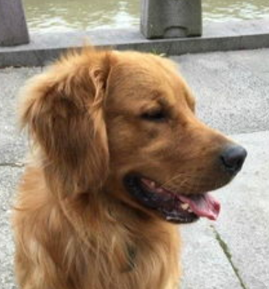 狗狗的足底保健 | 狗狗脚底的4个常见问题,很影响狗狗的健康的!(图1)