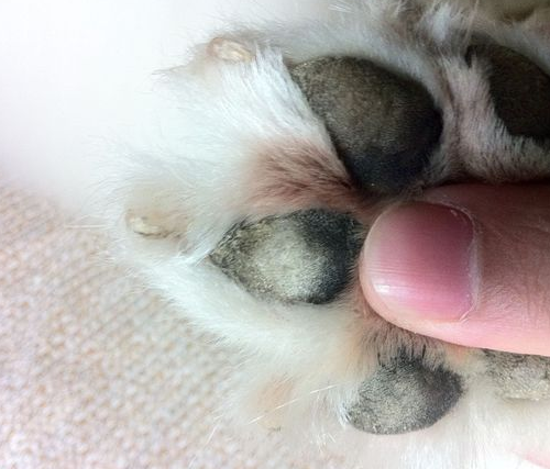 狗狗的足底保健 | 狗狗脚底的4个常见问题,很影响狗狗的健康的!(图2)