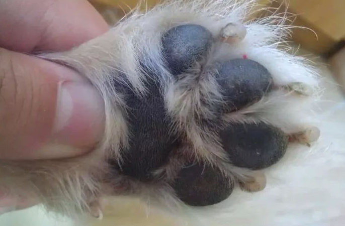 狗狗的足底保健 | 狗狗脚底的4个常见问题,很影响狗狗的健康的!(图3)