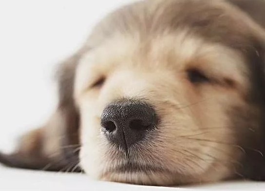 狗狗的足底保健 | 狗狗脚底的4个常见问题,很影响狗狗的健康的!(图4)