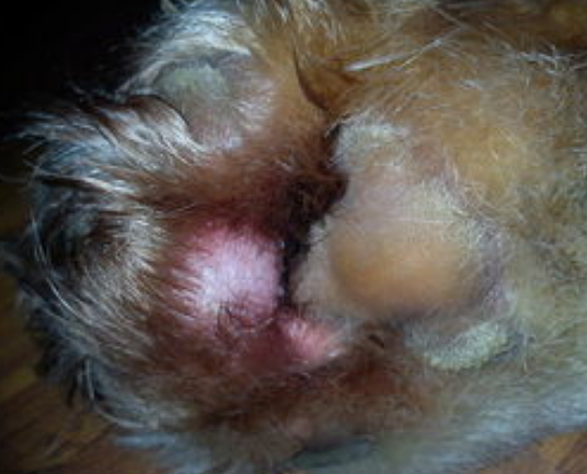 狗狗的足底保健 | 狗狗脚底的4个常见问题,很影响狗狗的健康的!(图5)