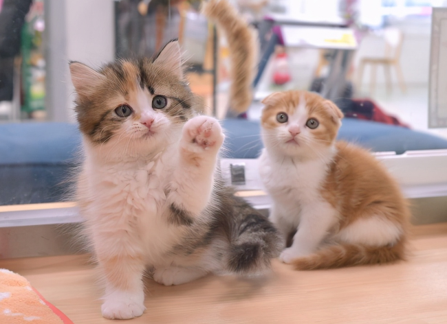 活体宠物邮寄有多残忍:宠物猫三天要多少氧气?简单计算告诉你(图1)