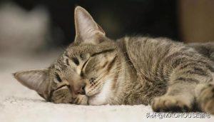 多大年龄的猫算老年猫?(图3)