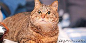 多大年龄的猫算老年猫?(图2)