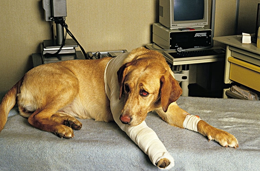 狗狗脚扭伤了怎么办?狗狗脚扭伤的紧急处理办法(图1)