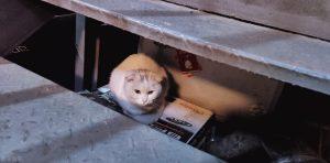 猫猫疫苗需要每年都打吗?不出门也要打疫苗吗?(图2)