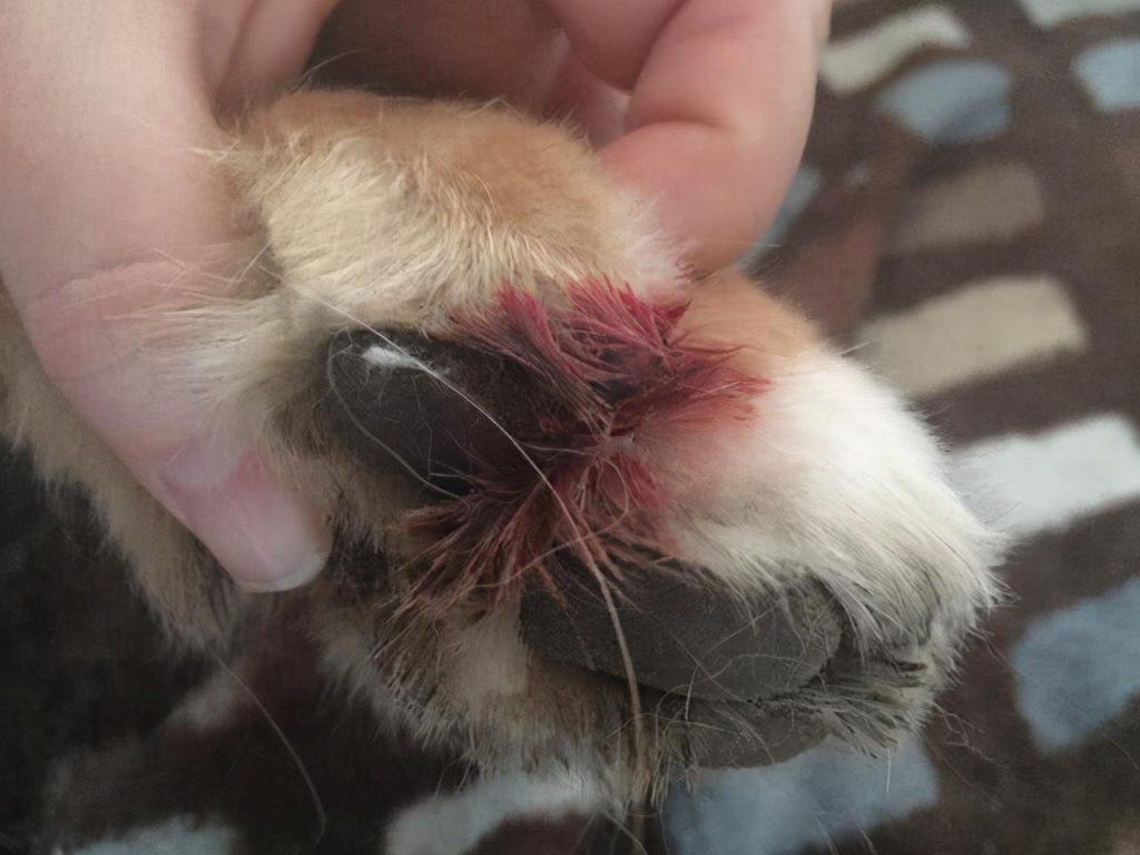 狗狗脚受伤了怎么处理?5步教会主人懂得处理,不用每次都跑宠物医院(图2)