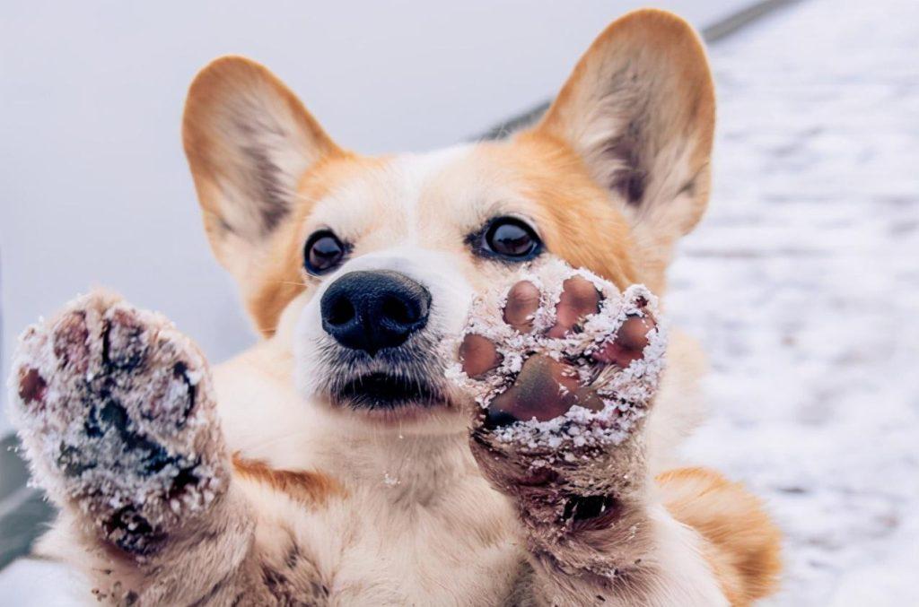 狗狗脚受伤了怎么处理?5步教会主人懂得处理,不用每次都跑宠物医院(图5)