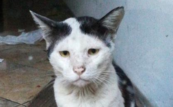 猫咪被困倒闭餐厅,女孩谴责无良老板,想不到罪魁祸首猫咪自己(图1)