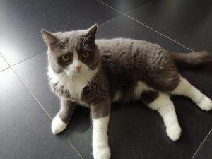 猫咪体温多少度算发烧?(图3)