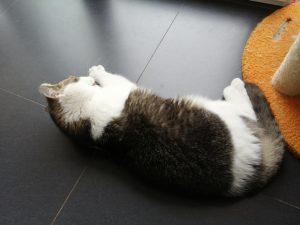 猫咪体温多少度算发烧?(图2)