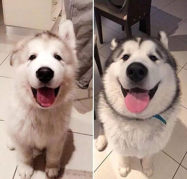 你家狗狗今年多少岁啦?狗狗年龄的换算公式一览!(图1)