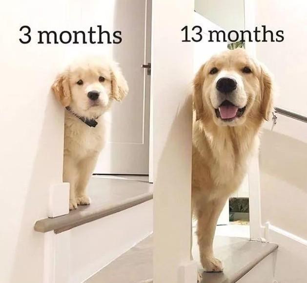 你家狗狗今年多少岁啦?狗狗年龄的换算公式一览!(图3)