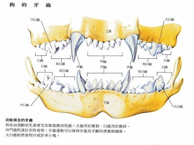 你家狗狗今年多少岁啦?狗狗年龄的换算公式一览!(图6)