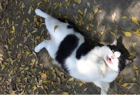 流浪猫被好心大叔收养,数月后胖了十几斤,这是“养猪流”?(图2)