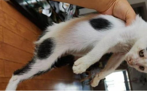 流浪猫被好心大叔收养,数月后胖了十几斤,这是“养猪流”?(图1)